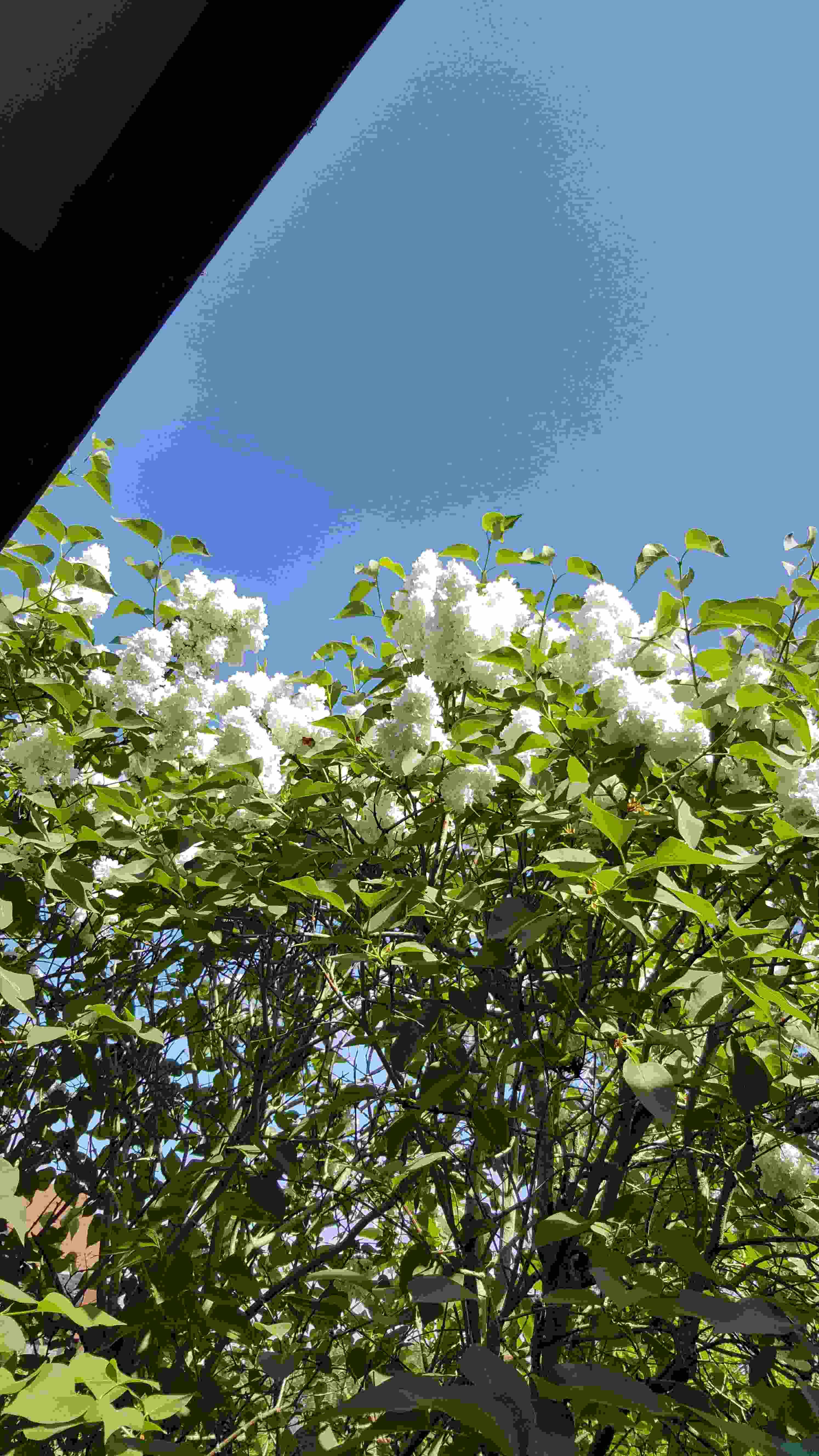 lilas blanc20200426_122715.jpg